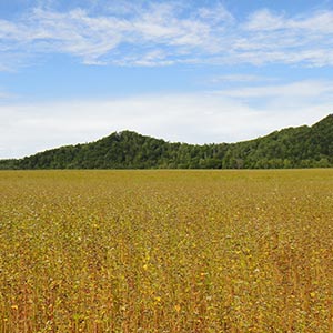 北海道の定番種キタワセ