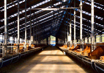 神内ファームの牛舎