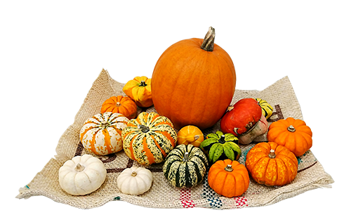 ハロウィン特別企画 ハロウィンかぼちゃセットの販売 お土産通販 北海道ギフトバザール